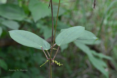 Dioscorea oppositifolia